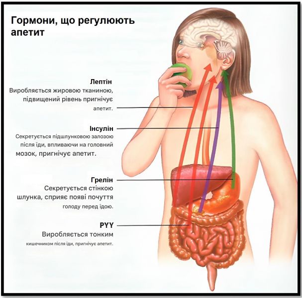 Файл:Gormon regulir ap.jpg